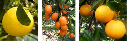 Grow Citrus Fruits